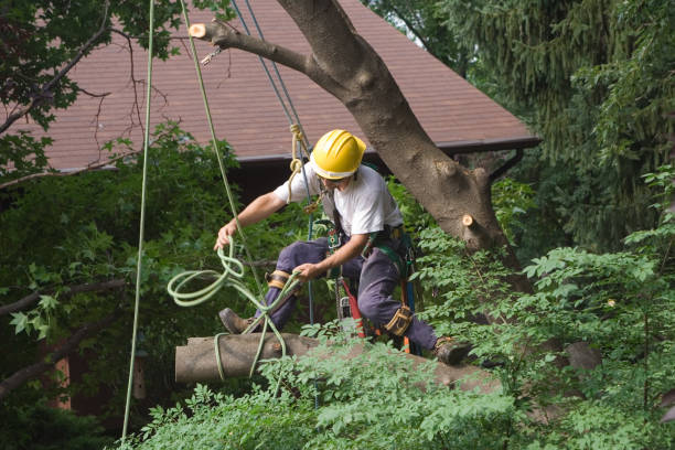 Tree and Shrub Care in Caledonia, MN