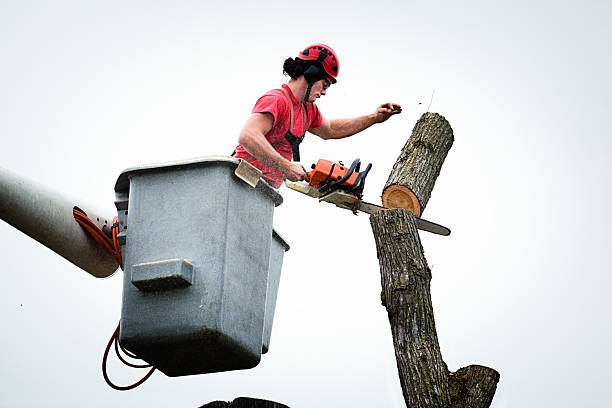 Caledonia, MN Tree Services Company